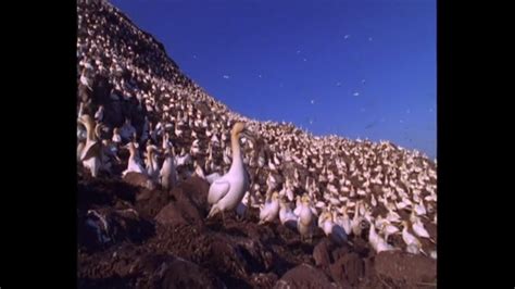 Bass Rock Has World S Largest Colony Of Northern Gannets Bbc News