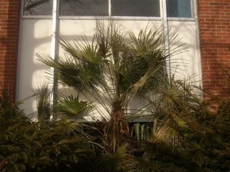 Pics Of Cold Damaged Palms