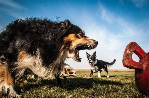 Free Download Hd Wallpaper Dogs Anger Australian Shepherd The