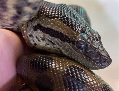 Anna The Anaconda Gives Virgin Birth At New England Aquarium