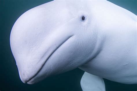 Beluga Whale Jigsaw Puzzle By Paul Souders Ph