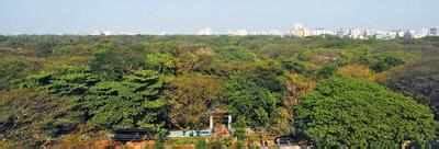 Aynı zamanda kochi durgun sularına bir kanal ile. Mangalavanam sanctuary gasps for breath | Kochi News ...