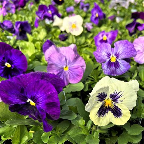 Pansy Delta Lavender Blue Shades From Babikow