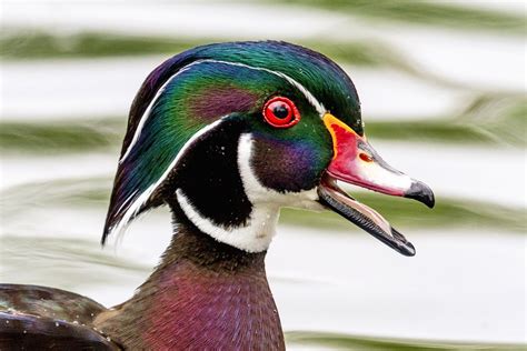 Portrait Of A Wood Duck Drake Smithsonian Photo Contest Smithsonian