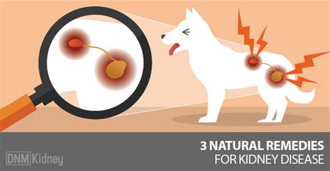 For dogs with advanced kidney disease, it is likely not an option; Kidney Disease: Why Natural Treatments Are Best - Dogs ...
