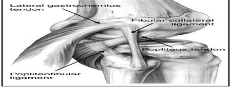 Posterolateral Corner Injury Of The Knee Evaluation And Man Jaaos