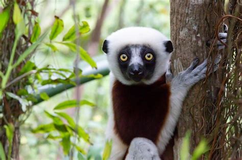 Premium Photo Close Up On Portrait Of A Sifaka Lemur In The Rainforest