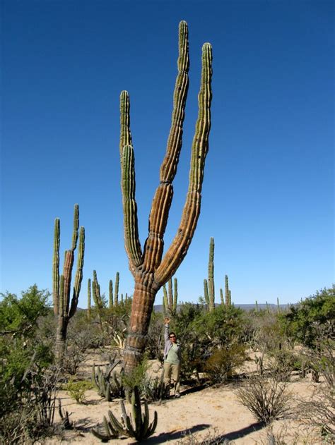 Bursera Cactus Plants Desert Plants Plants