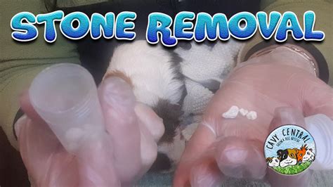 Guinea Pig Bladder Stone Removal With Elderly Opal And Cavy Central