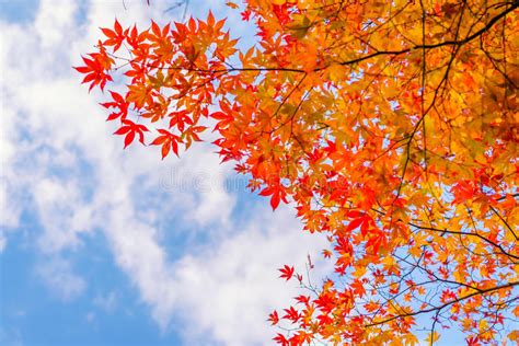 Beautiful Colorful Autumn Leaves Stock Photo Image Of Autumn