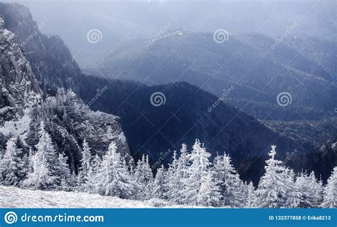 Trees Covered With Hoarfrost And Snow In Winter Mountains Christmas