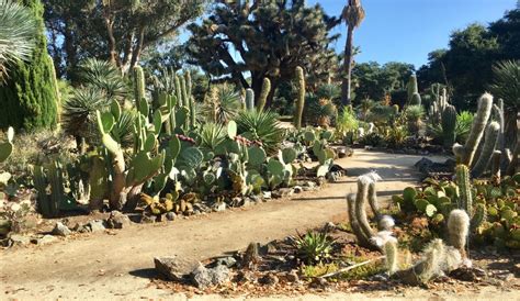 The Arizona Cactus Garden Stanford Ca A Park A Day Bay Area