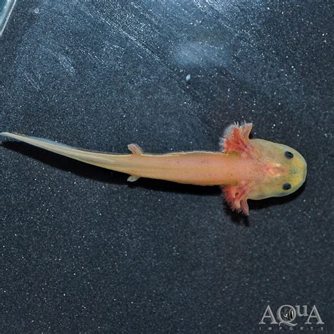 Leucistic Axolotl Ambystoma Mexicanum Aqua Imports