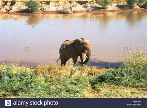 Watering Hole Animals High Resolution Stock Photography And Images Alamy