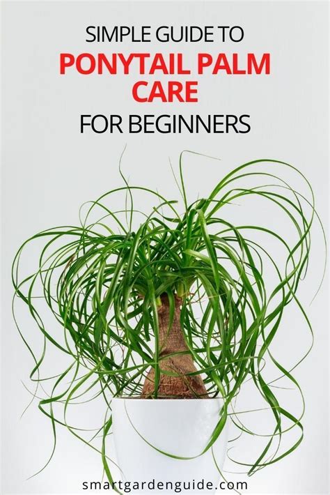 How To Care For A Ponytail Palm Indoors Smart Garden Guide Ponytail