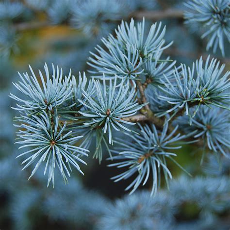 Cedrus Atlantica Glauca