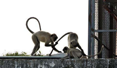 Monkey Business Flickr