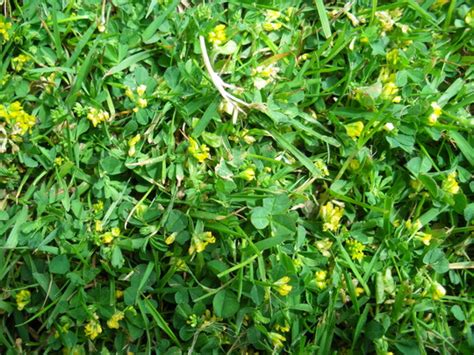 Plus, some weeds are remarkably resistant to herbicides, responding better to different methods of control. Unusual weed on lawn? : Grows on You