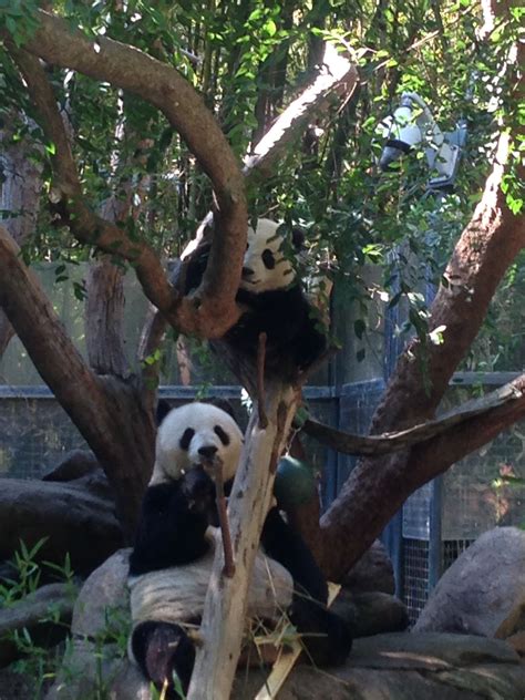 San Diego Zoo Ca San Diego Zoo Panda Bear Zoo