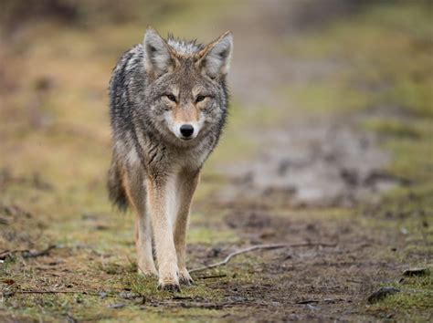 Aggressive Coyotes Prompt Warning About Stanley Park Trails Near