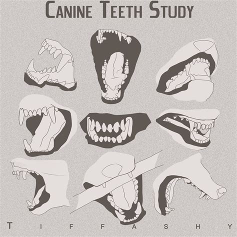 Wolfcanine Teeth Study By Tiffashy How To Art Wolf Sketch Canine