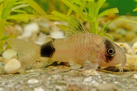 11 Top Catfish Species For Your Aquarium