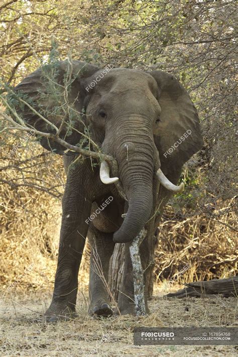 Male African Elephant Or Loxodonta Africana At Mana Pools Zimbabwe