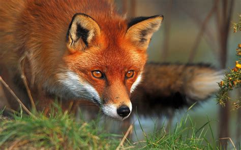 The Red Fox Animal Facts And New Pictures The Wildlife