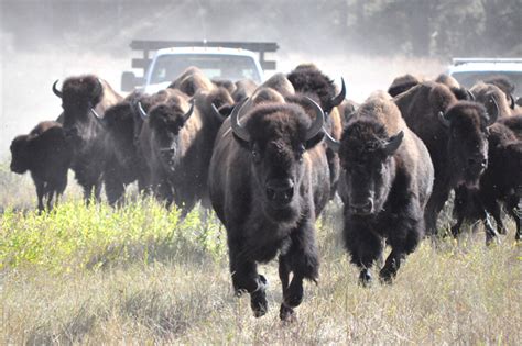 Wind Cave Partners With The Nature Conservancy To Preserve Unique Bison