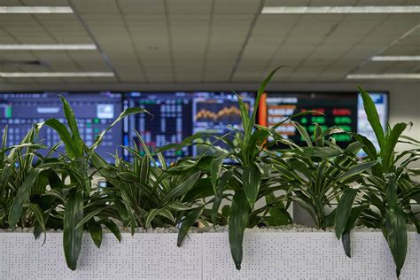 Indoor Plant Hire Gold Coast Advance Plant Services