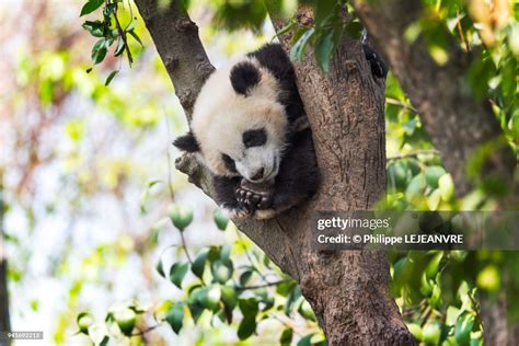 Panda Cub Sleeping In A Tree High Res Stock Photo Getty Images