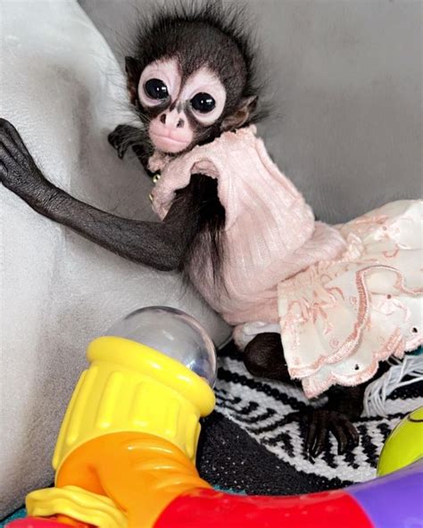 Buy Male Spider Monkey For Sale Exoticpets4sale Online
