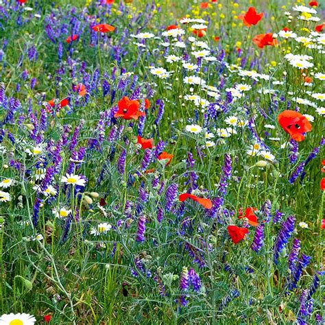 Partial Shade Wild Flower Garden Mix 4 Oz Mixture Of Wildflower