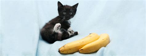 Can Cats Eat Banana Bread