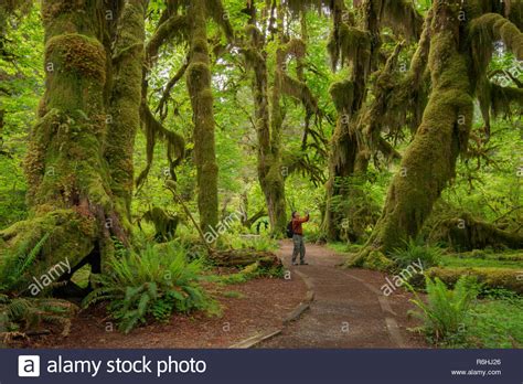 Hall Of Mosses Trail Hoh Rainforest Olympic National