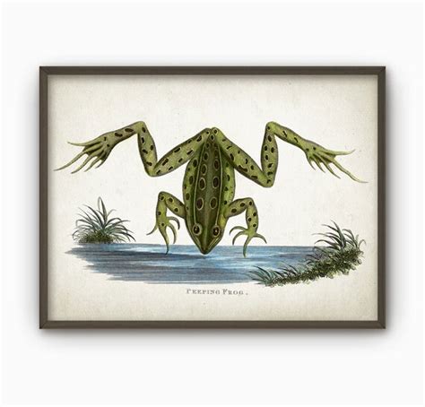 Frog Vintage Illustration Wall Art Poster Ab71