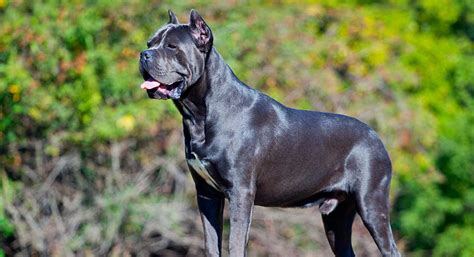 Why buy a cane corso puppy for sale if you can adopt and save a life? Cane Corso Puppies For Sale - Cane Corso Dog Breed Info | Greenfield Puppies