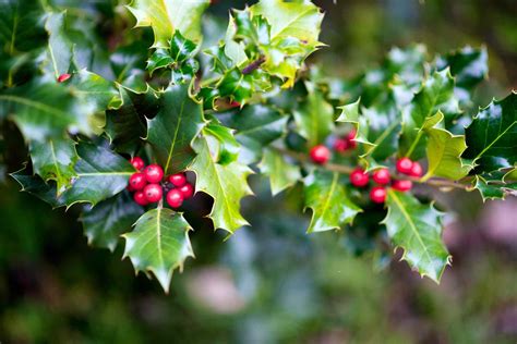 18 Types Of Holly Plants