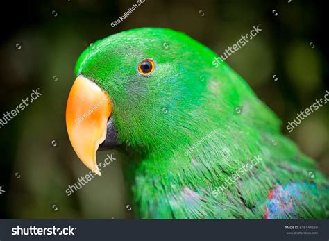 Parrot Portrait Bird Wildlife Scene Tropic Stock Photo 616144559