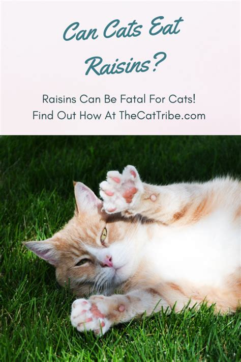 Because raisins contain iron, it is best. Can Cats Eat Raisins? The #1 Alarming Fact Most People ...