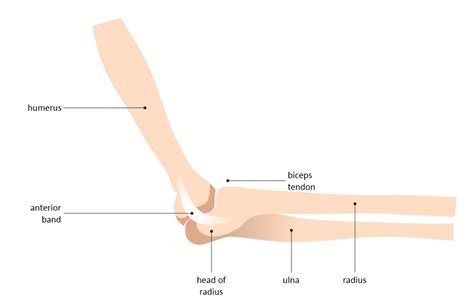 A Guide To Understand Elbow Joint With Diagram Edrawmax Online