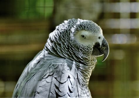 African Grey Parrot 44247461920 Birds For Sale In Texas Bird