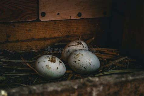Dirty Chicken Eggs Lying In A Nest In A Wooden Box Stock Image Image