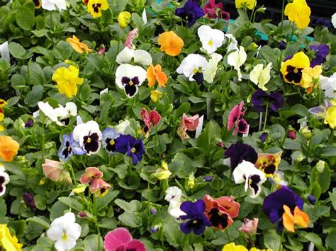 Pansy Matrix Mix Pansy From Plantworks Nursery