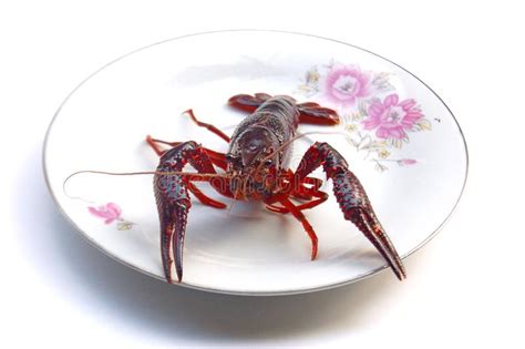Lobster Free Stock Photos And Pictures Lobster Royalty Free And Public