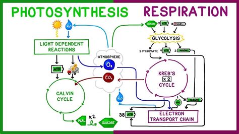 The most common use is the production of energy (in the form of atp during the daytime hours, when photosynthesis is taking place, plants produce more glucose than they can consume. Is Gluecose A Product Of Photosynthesis Is Used To ...