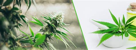 The dissolution of drug, a critical quality attribute of all solid dosage forms, is conducted using one of the seven apparatuses described in usp general chapter <711>. How to Use Cannabis Tinctures for Health Benefits ...