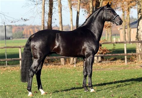 Eine zuckerarme kost ist daher enorm wichtig. Totilas-Blut für Gestüt Blue Hors