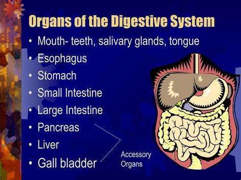 Ppt Digestive System Powerpoint Presentation Id3054055 21a
