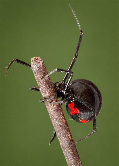 Black Widow Spider Bite Treatment Emedicine Myraredford